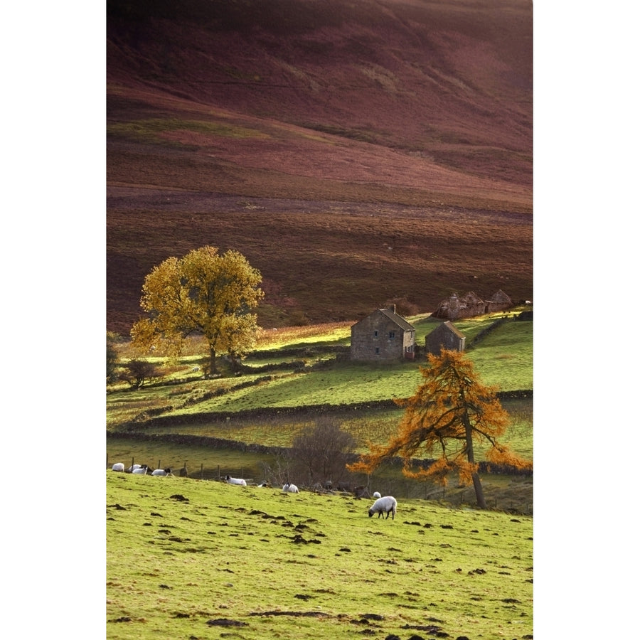 Sheep On A Hill North Yorkshire England Poster Print Image 1