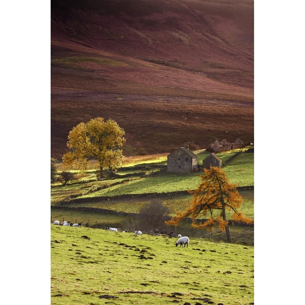 Sheep On A Hill North Yorkshire England Poster Print Image 2