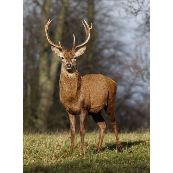 Deer In Field Poster Print Image 1