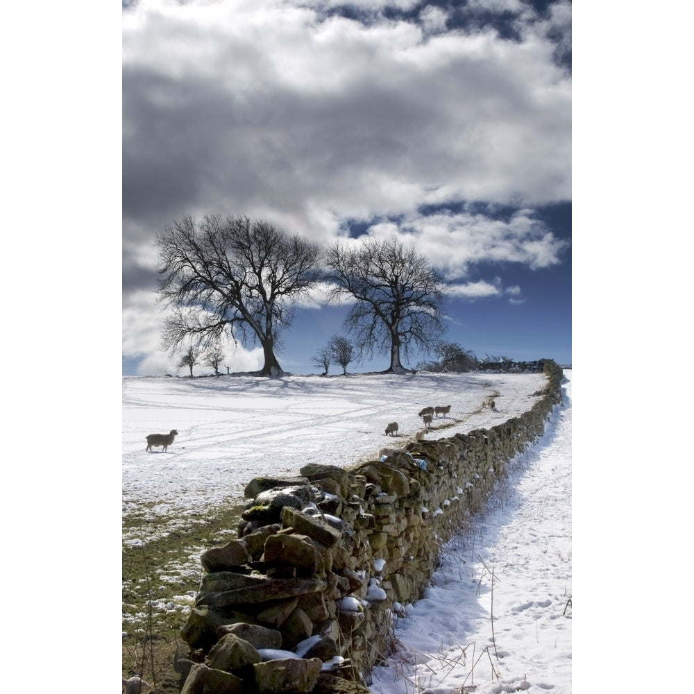 Stone Fence Weardale County Durham England Poster Print Image 1