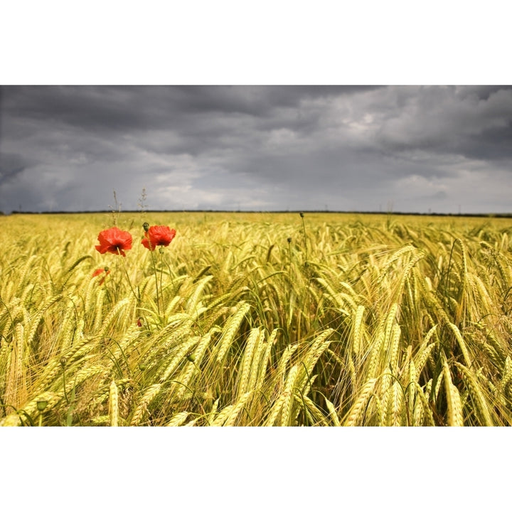 Two Red Poppies In Wheat Field Poster Print Image 2