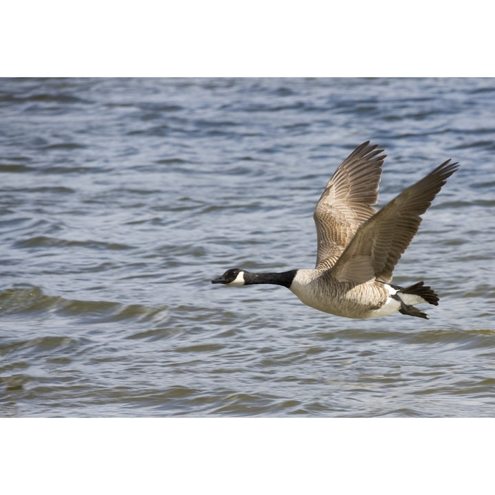 Goose Flying Over Water Poster Print Image 1