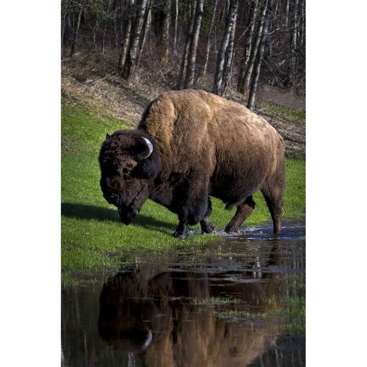 Buffalo By River Bank Poster Print Image 2