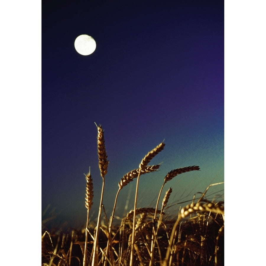 Wheat Field At Night Under The Moon Poster Print Image 1