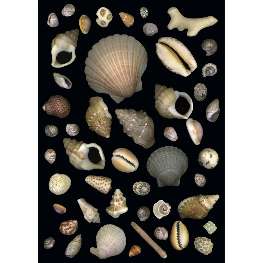 Various Sea Shells Poster Print Image 1