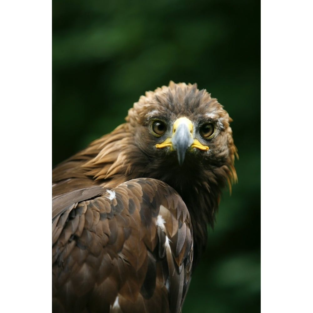 Golden Eagles Face Poster Print Image 1