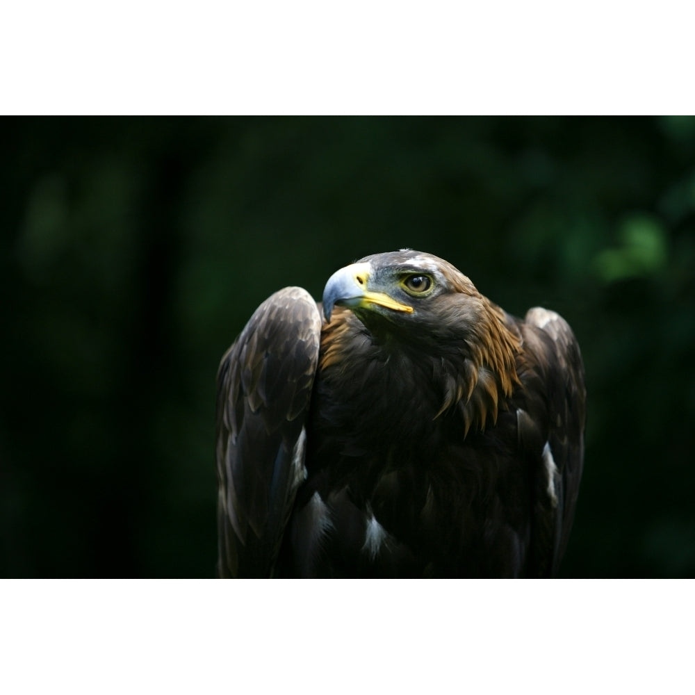 Golden Eagle Poster Print Image 2