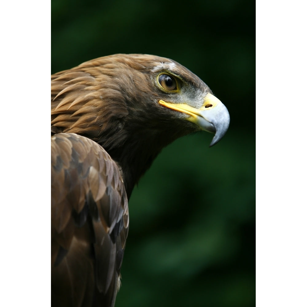 Golden Eagles Face Poster Print Image 1