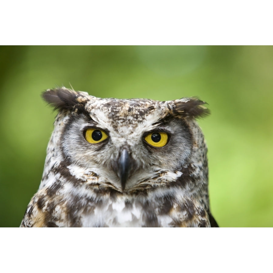 Great Horned Owl Poster Print Image 1