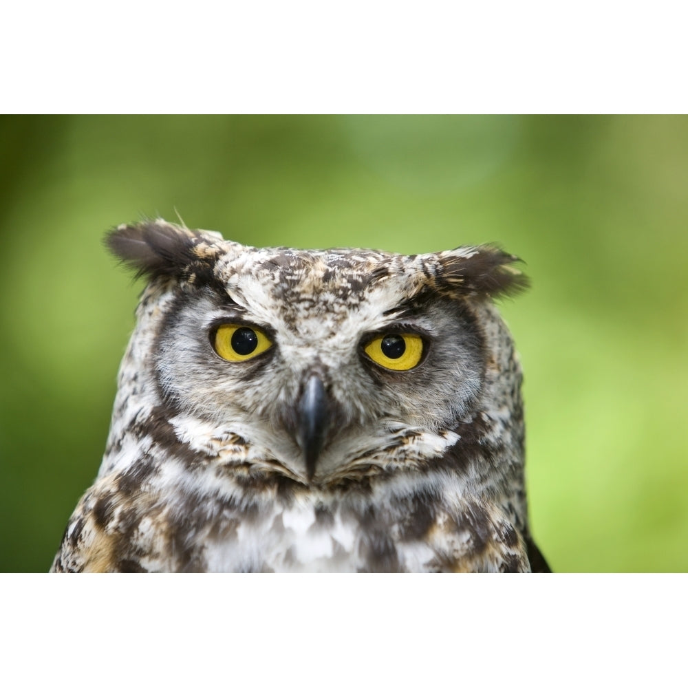 Great Horned Owl Poster Print Image 2