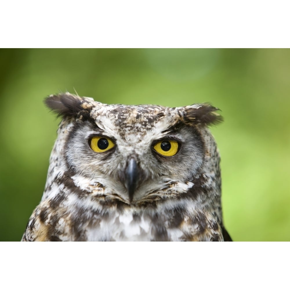 Great Horned Owl Poster Print Image 1