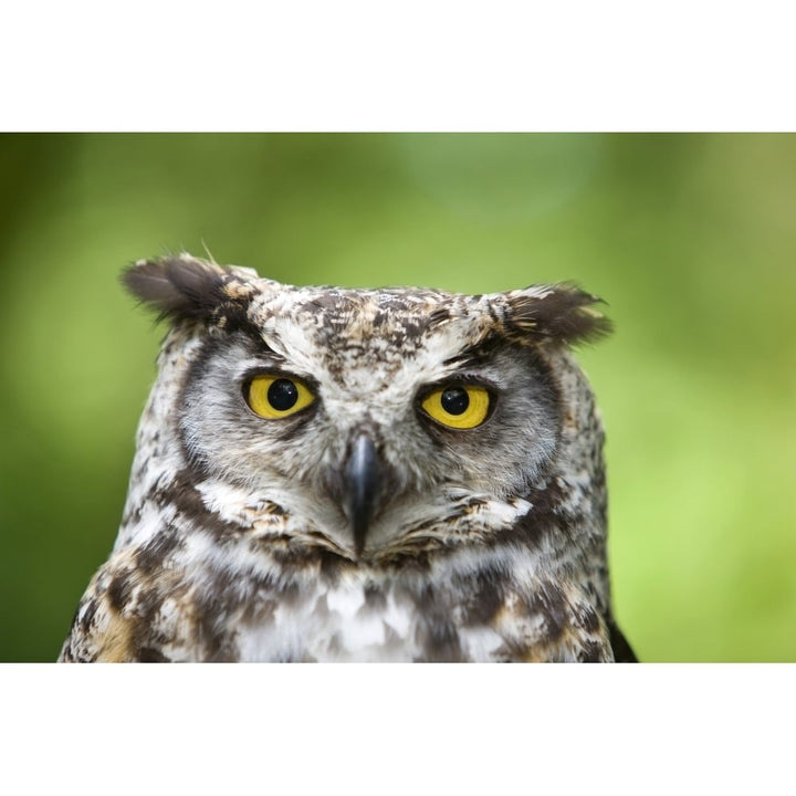 Great Horned Owl Poster Print Image 1