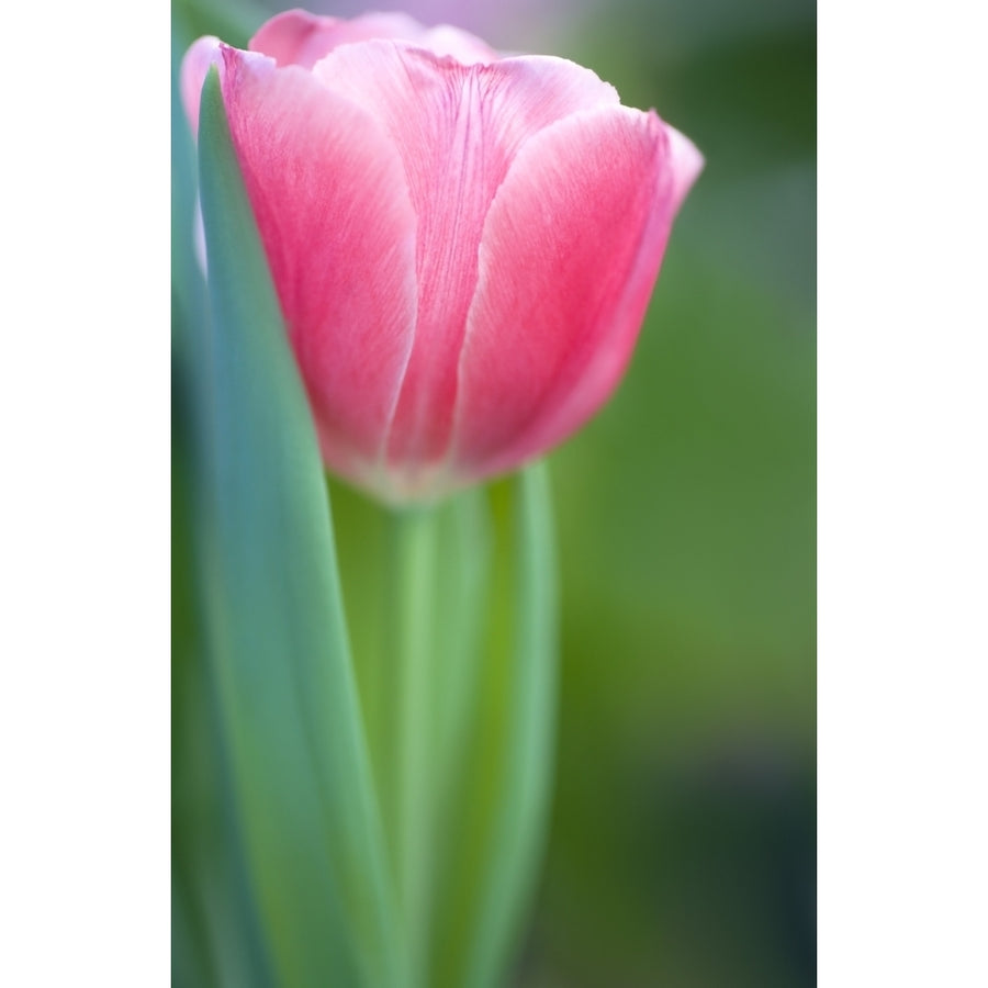 Pink Tulip Poster Print Image 1