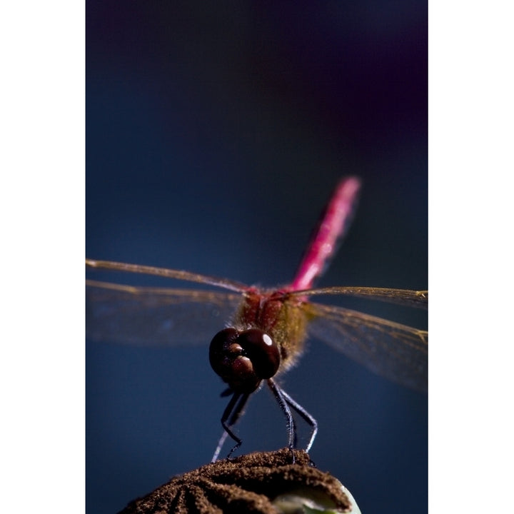 Close Up Of A Dragonfly Poster Print Image 2