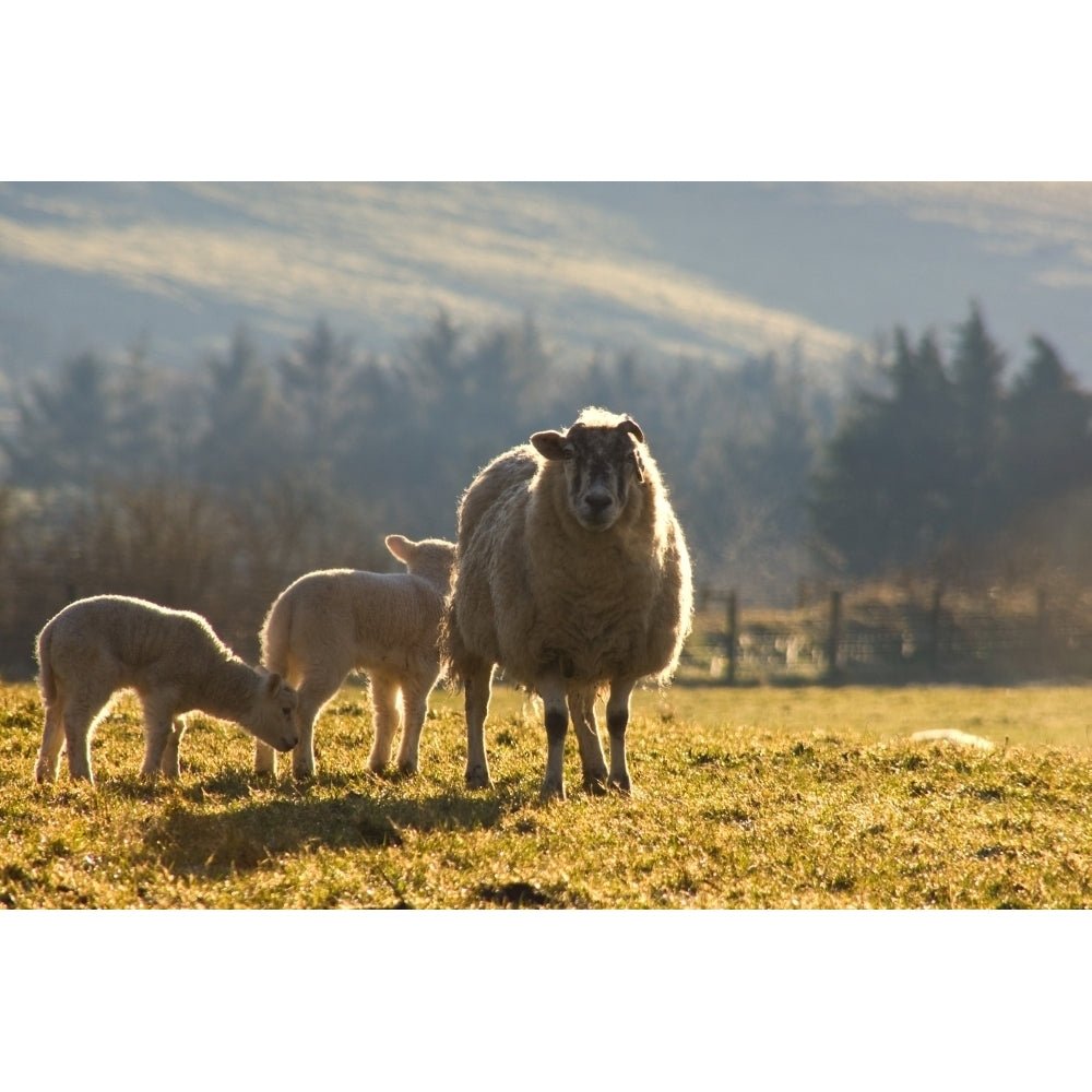 Sheep In Pasture Poster Print Image 1