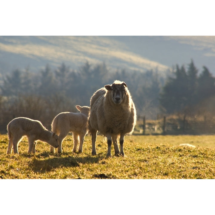 Sheep In Pasture Poster Print Image 2