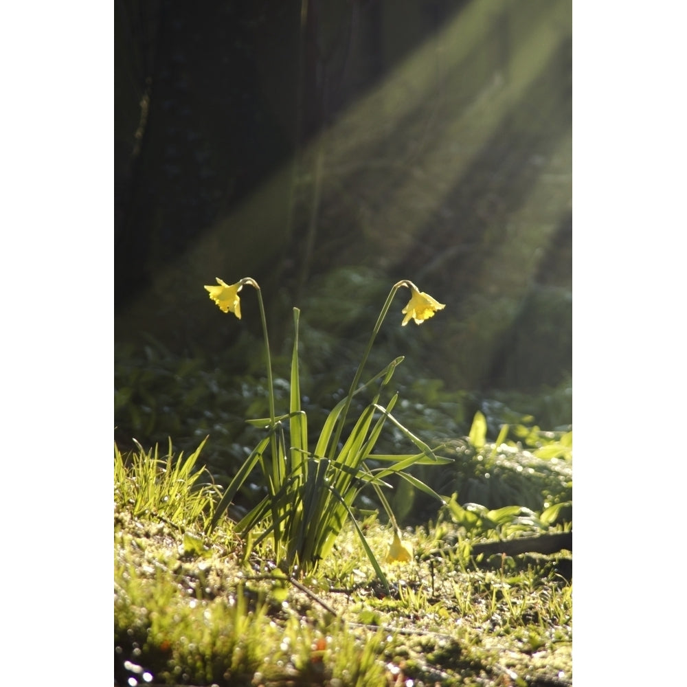 Daffodils In Sunlight Poster Print Image 2