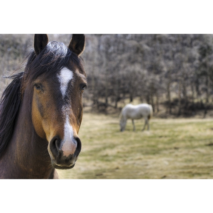 Portrait Of A Horse Poster Print Image 1