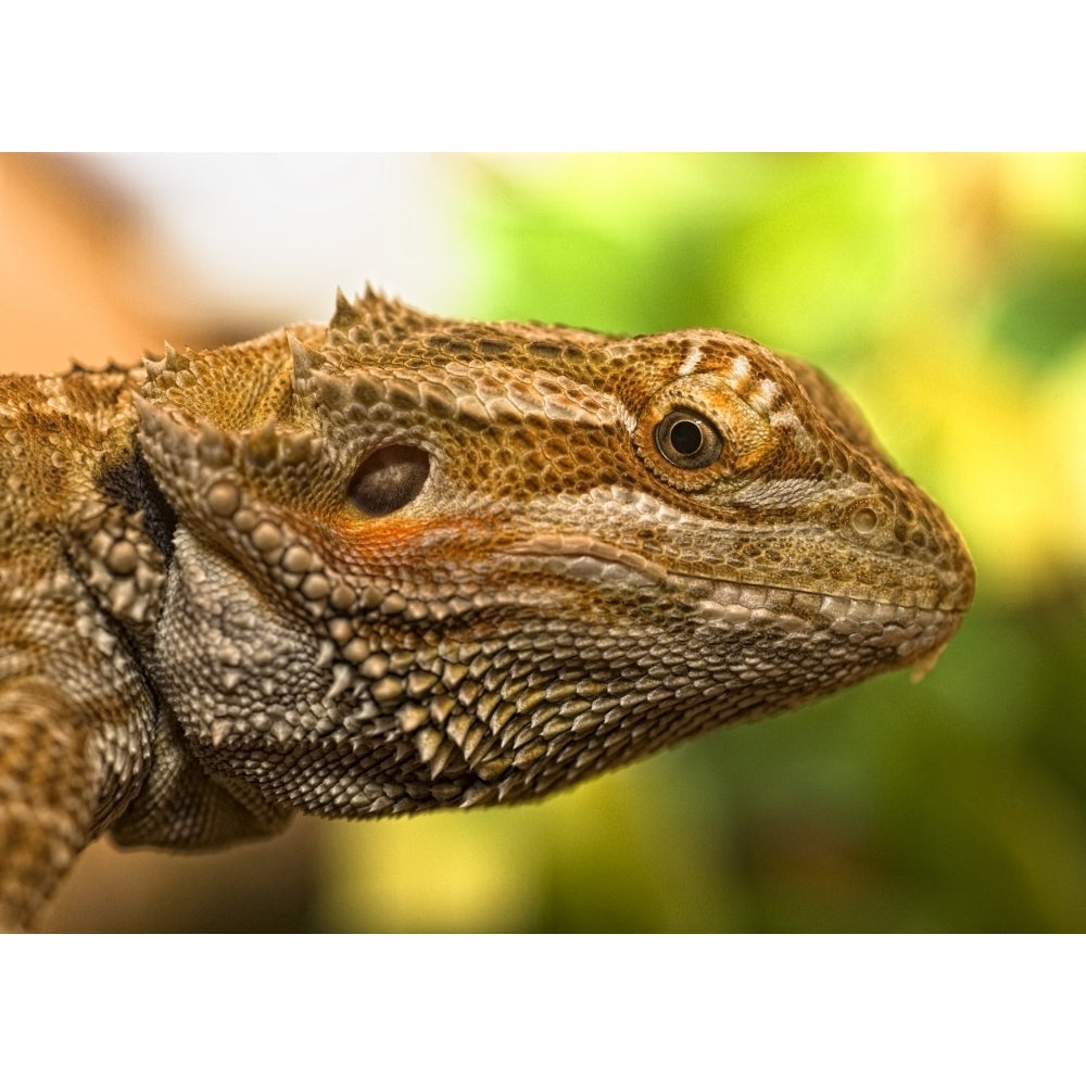 Portrait Of A Bearded Dragon Poster Print Image 2