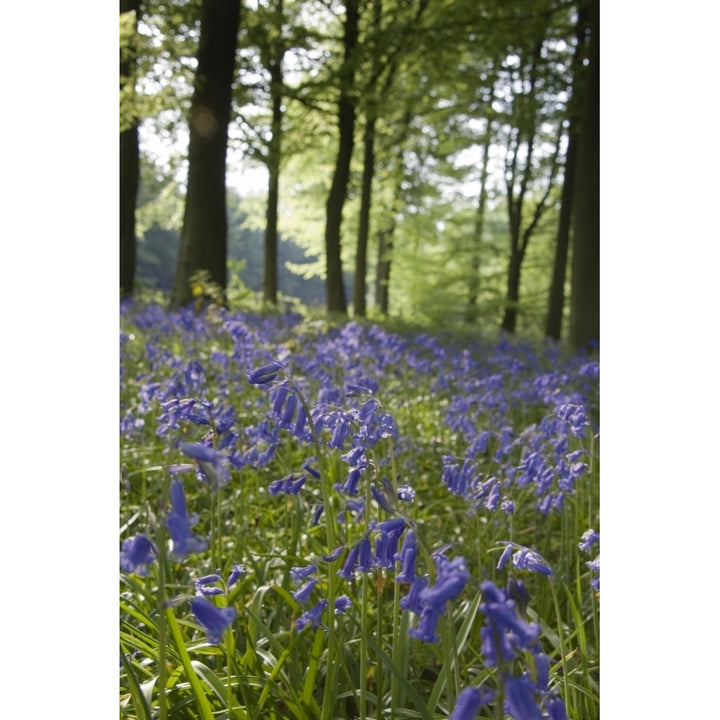 Bluebells Along The Forest Floor Poster Print Image 2