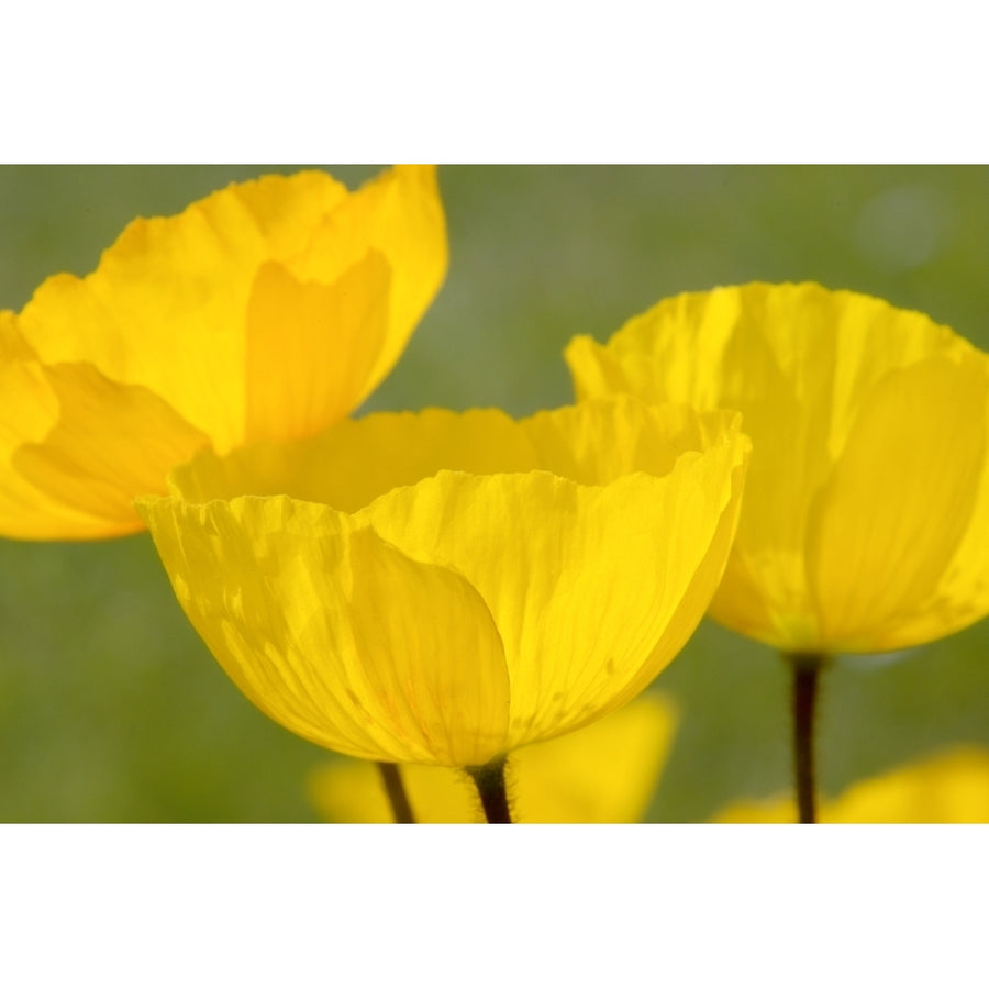 Yellow Poppies Poster Print Image 1