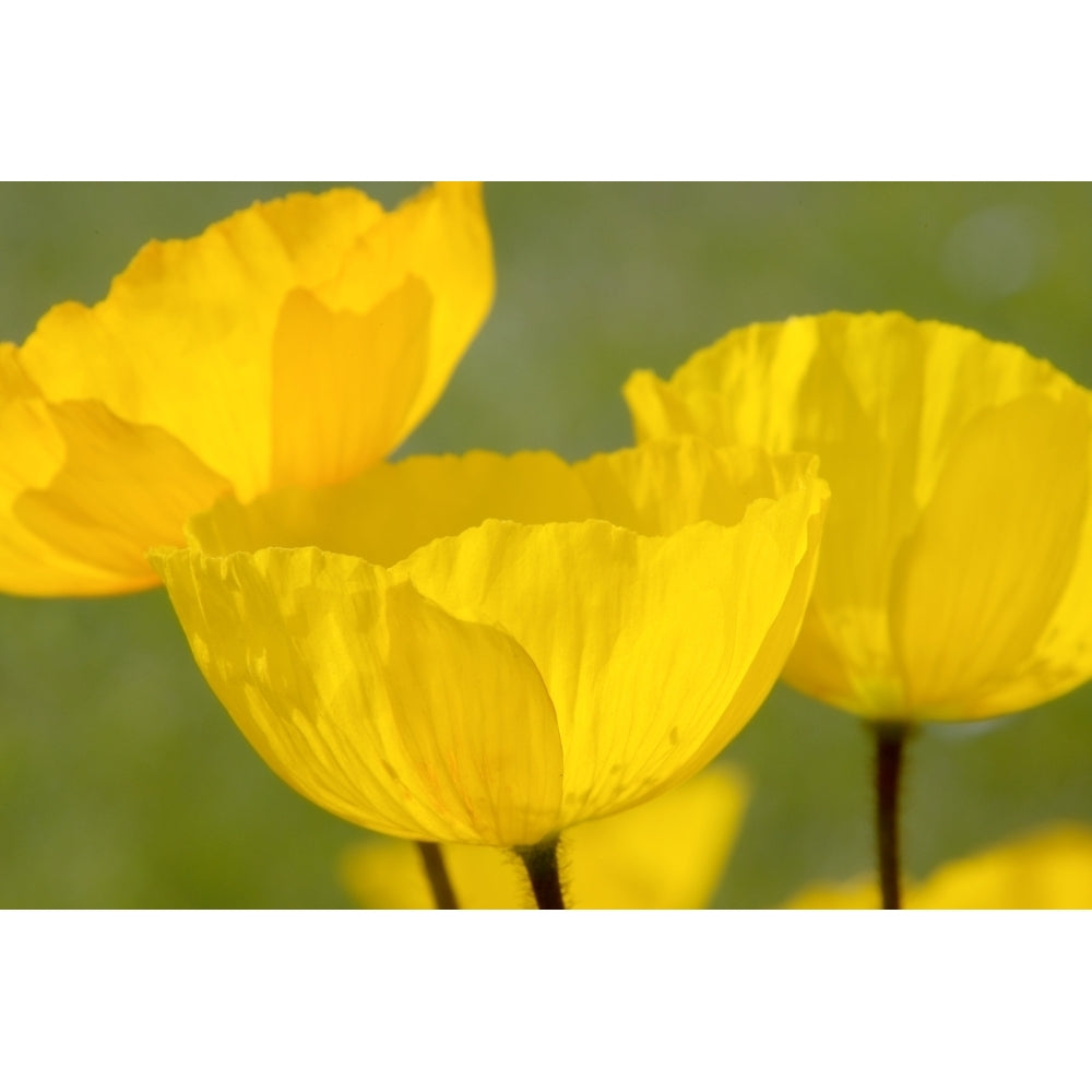 Yellow Poppies Poster Print Image 2