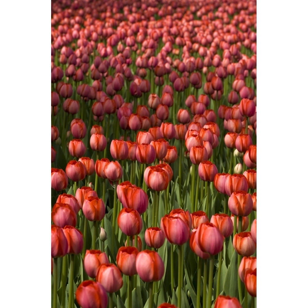 Tulips Poster Print Image 2