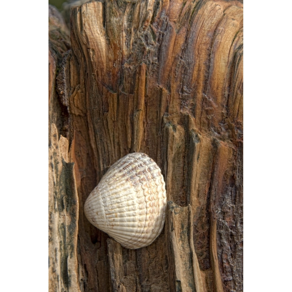 Sea Shell On Driftwood Poster Print Image 2