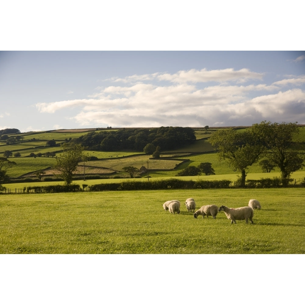 Sheep In A Field Yorkshire England Poster Print Image 1