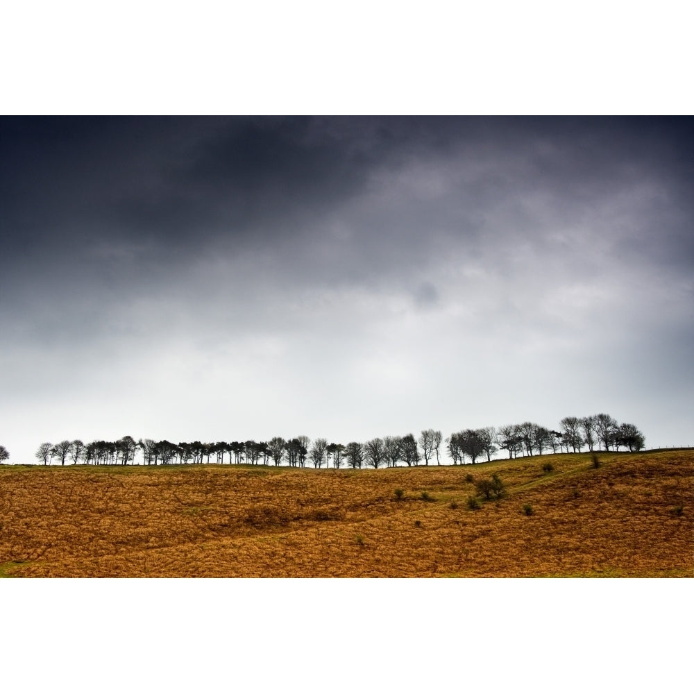 Row Of Trees In A Field Yorkshire Dales England Poster Print Image 1