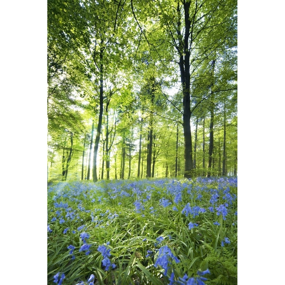 Wildflowers In A Forest Of Trees Yorkshire England Poster Print Image 1