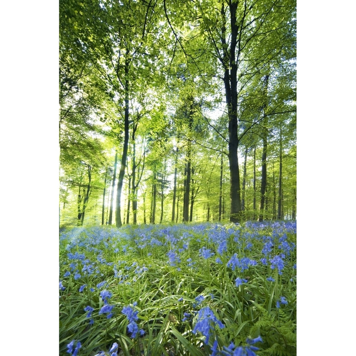 Wildflowers In A Forest Of Trees Yorkshire England Poster Print Image 2