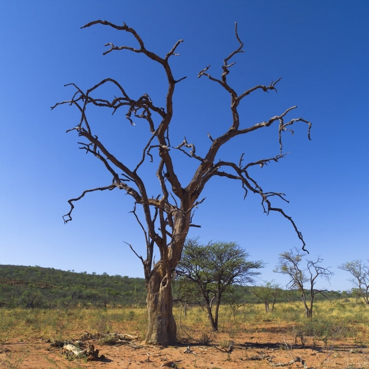 Dead Tree Namibia Africa Poster Print Image 1