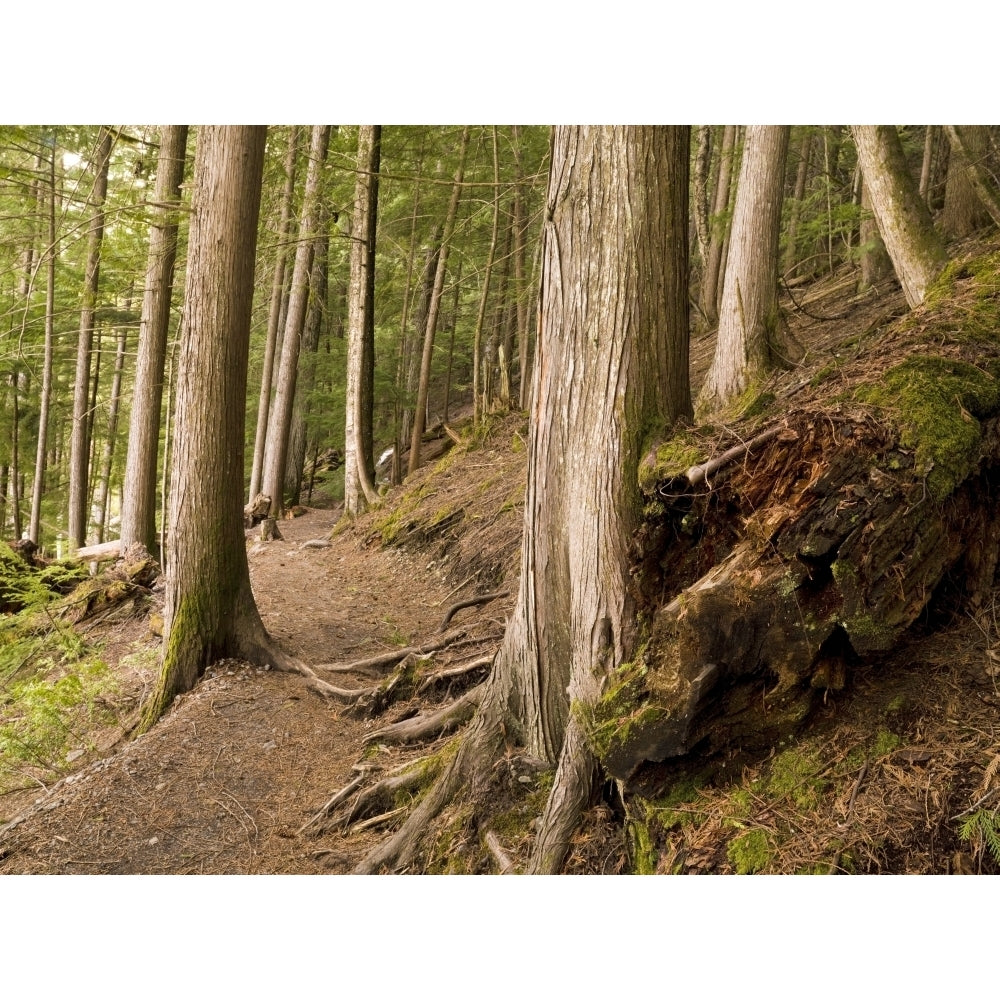 Forest Pathway Whistler British Columbia Poster Print Image 1