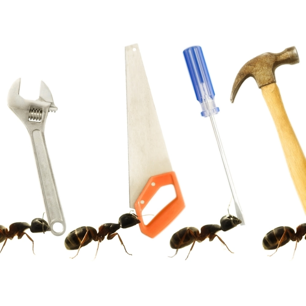 Carpenter Ants Poster Print Image 1