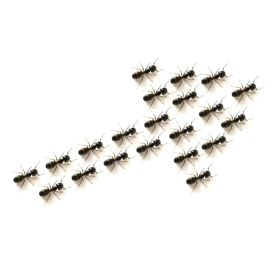 Ants Forming An Arrow Poster Print Image 1