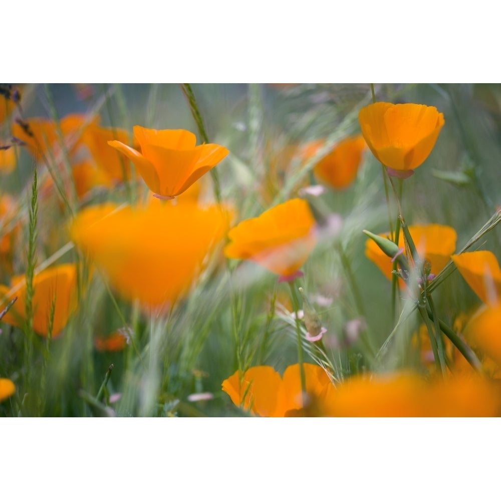 Orange Poppies Poster Print Image 1