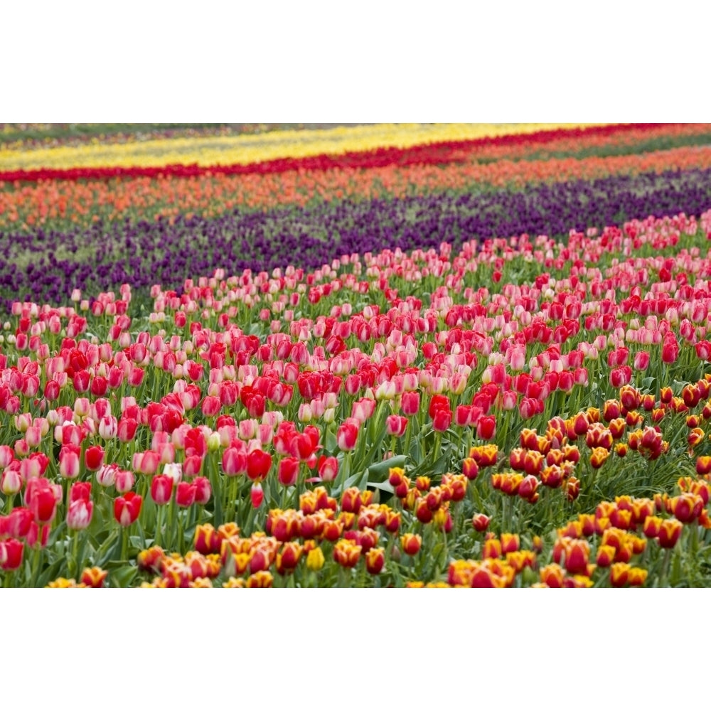 A Tulip Field Poster Print Image 1