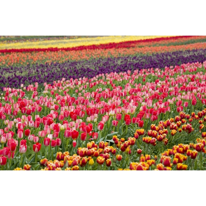 A Tulip Field Poster Print Image 2