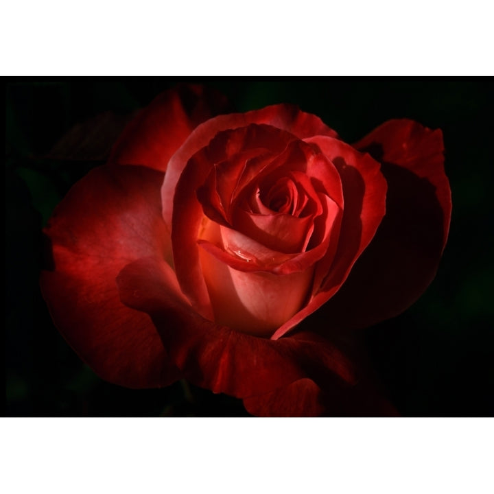 Dark Red Rose Poster Print Image 2