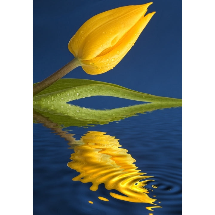 A Yellow Flower Reflected In Water Poster Print Image 1