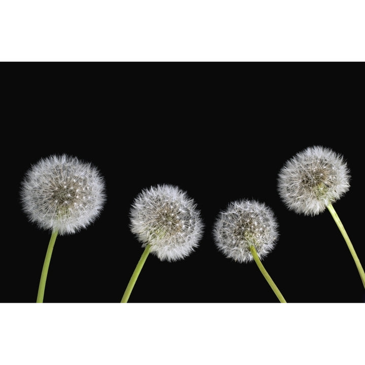 Dandelion Seeds Poster Print Image 1