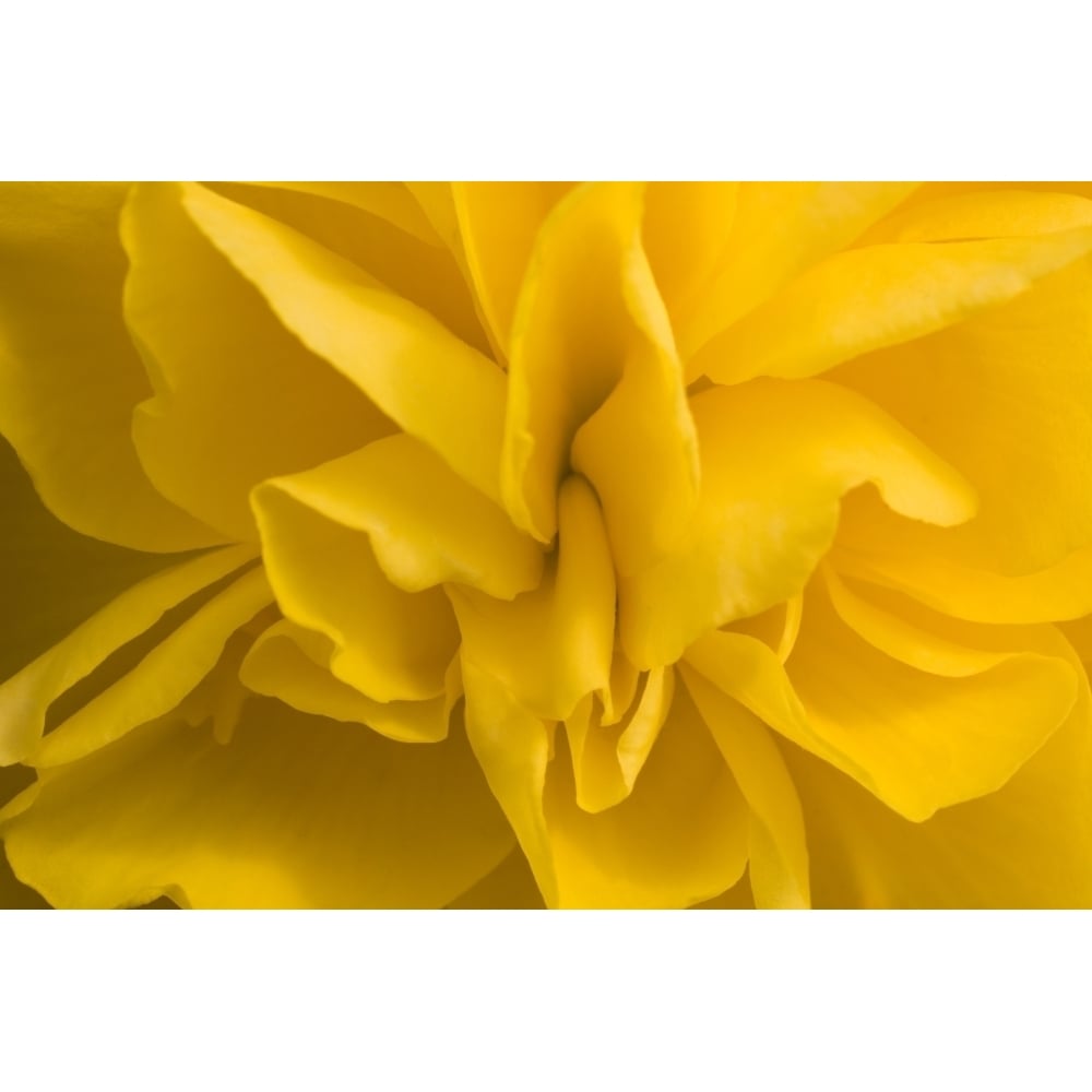 A Golden Begonia Poster Print Image 1