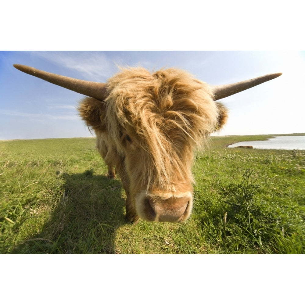 Highland Cow North Yorkshire England Poster Print Image 1