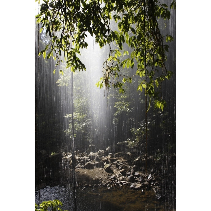 Rainforest Bellingen Australia Poster Print Image 1