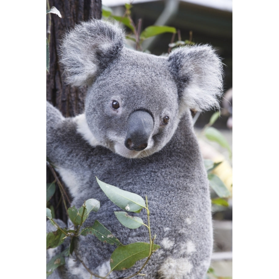 Koala In Tree Phascolarctos Cinereus Australia Poster Print Image 1