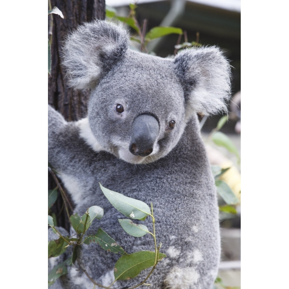 Koala In Tree Phascolarctos Cinereus Australia Poster Print Image 2