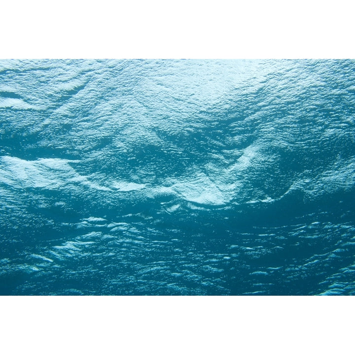 Underwater Image Poster Print Image 1