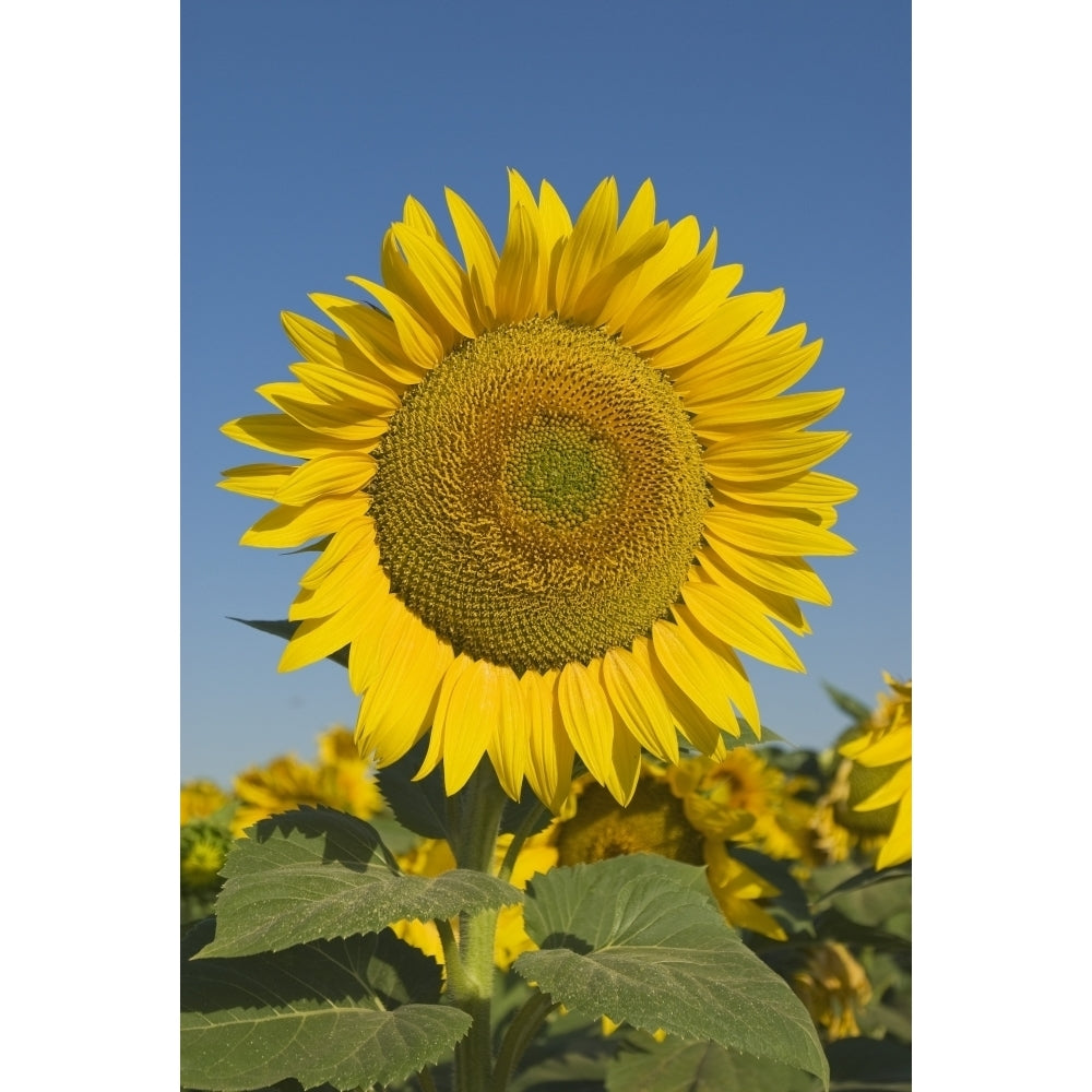 Sunflower Poster Print Image 1