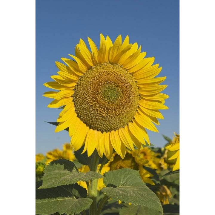 Sunflower Poster Print Image 2